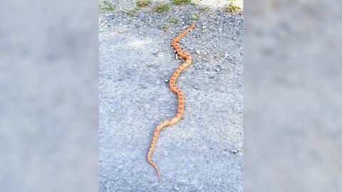 Serpent à Saint Côme Linière
