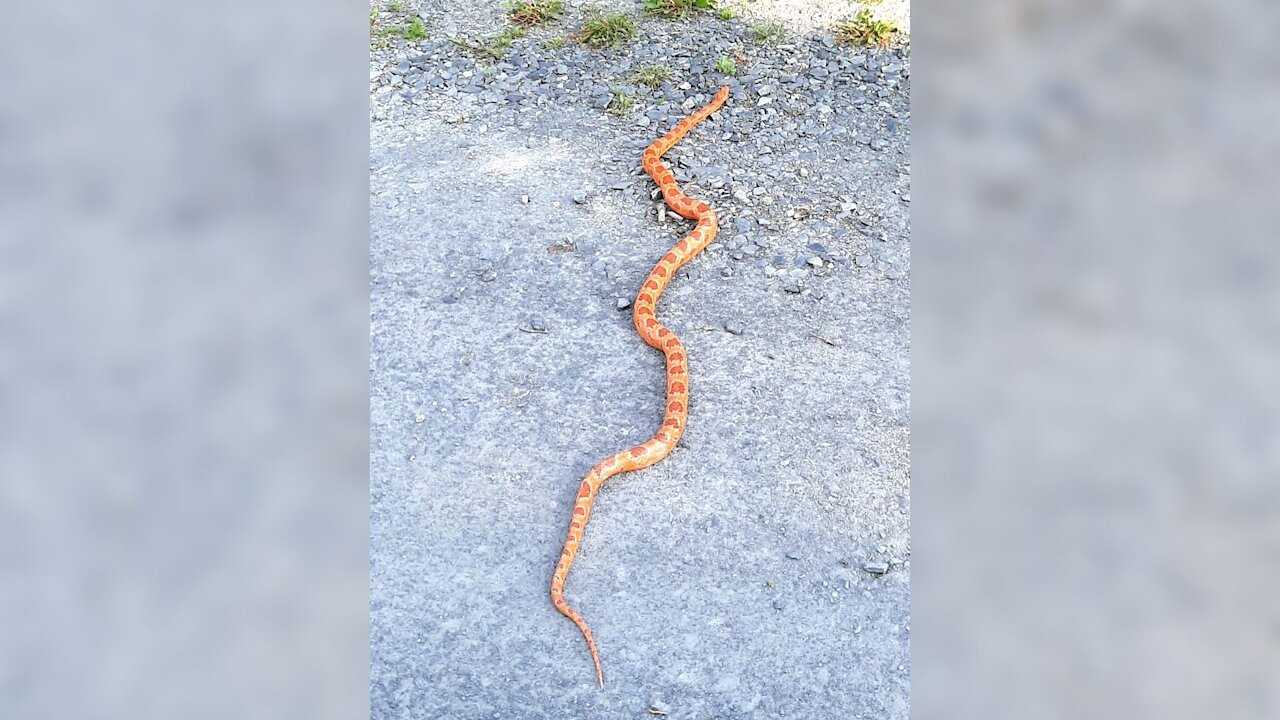 Serpent à Saint Côme Linière