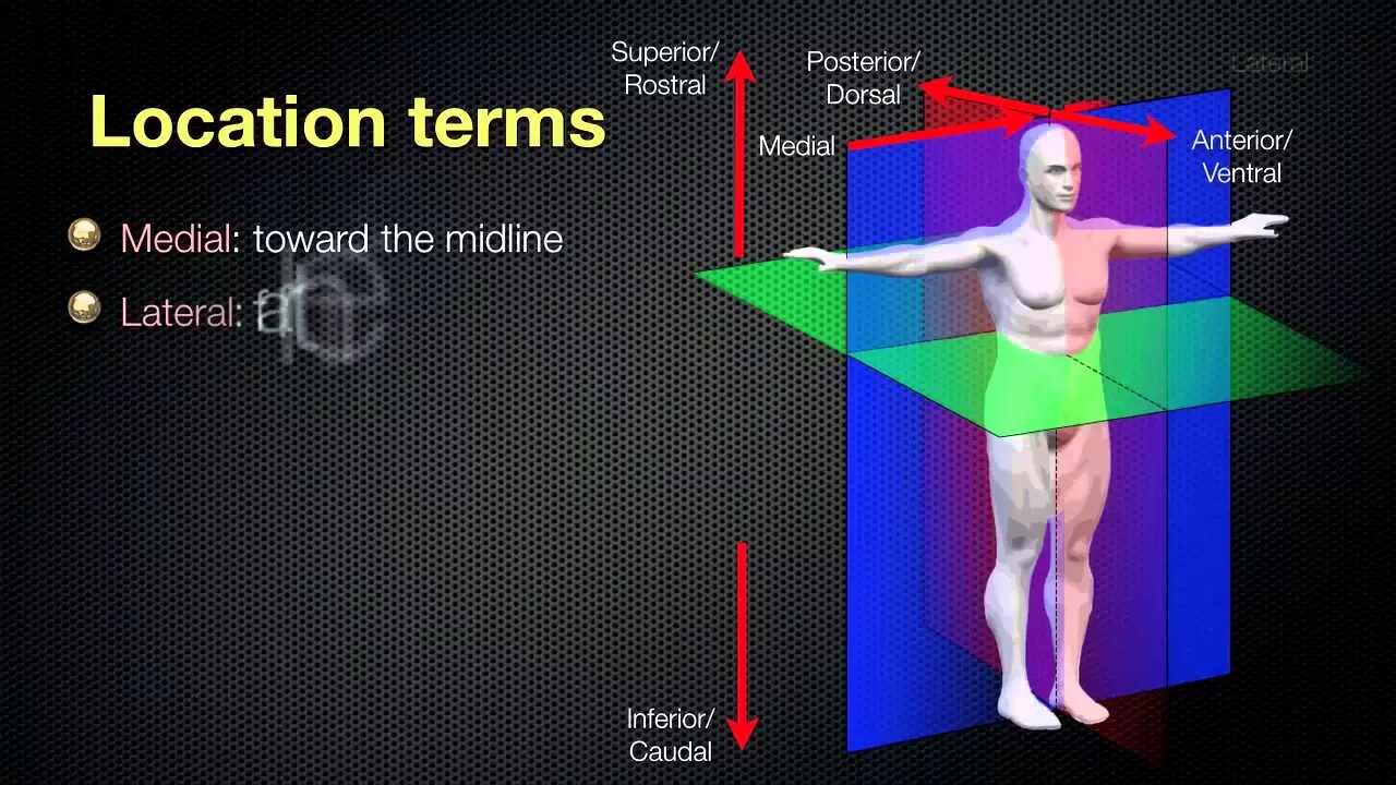 064 Anatomical Planes and Spatial Relationships in the Human Body