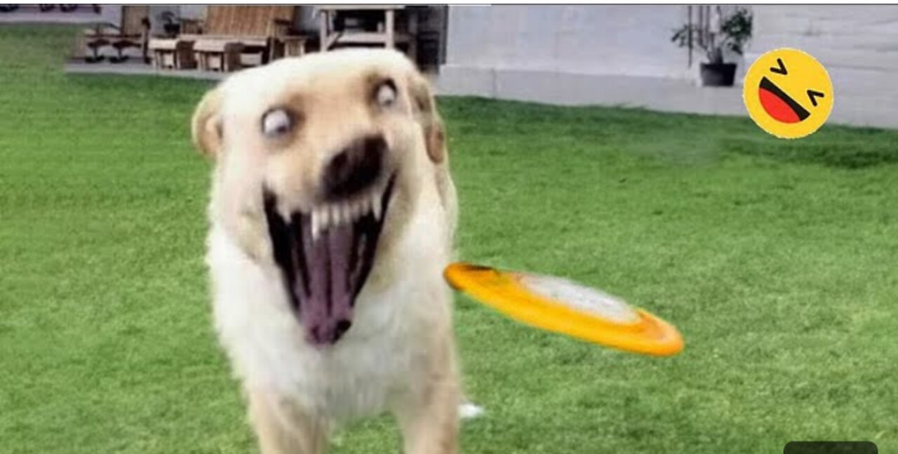 Dogs and cats funny both ever seen 😂🤣