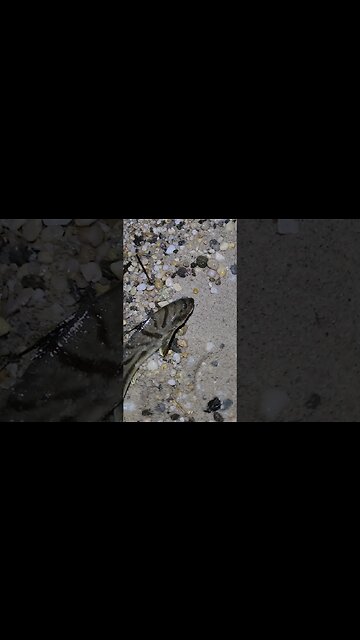 Nice size Northern Kingfish!