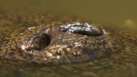 Crocodile is King Swamp! Two Male Lion Protect Yourself From Crocodile In River-1