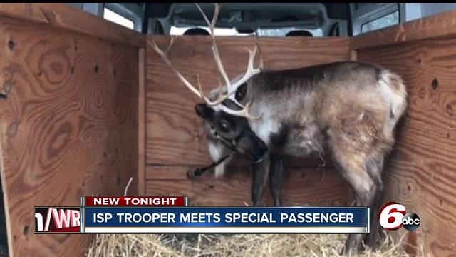 Trooper meets reindeer during traffic stop on I-74