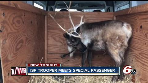 Trooper meets reindeer during traffic stop on I-74