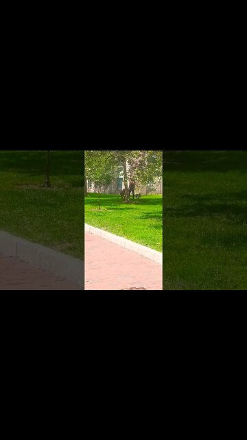 A Rich Community in America