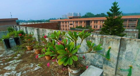 🔴 Flower Garden on the roof of the Hall 🍁 Raw Clips #rawclips
