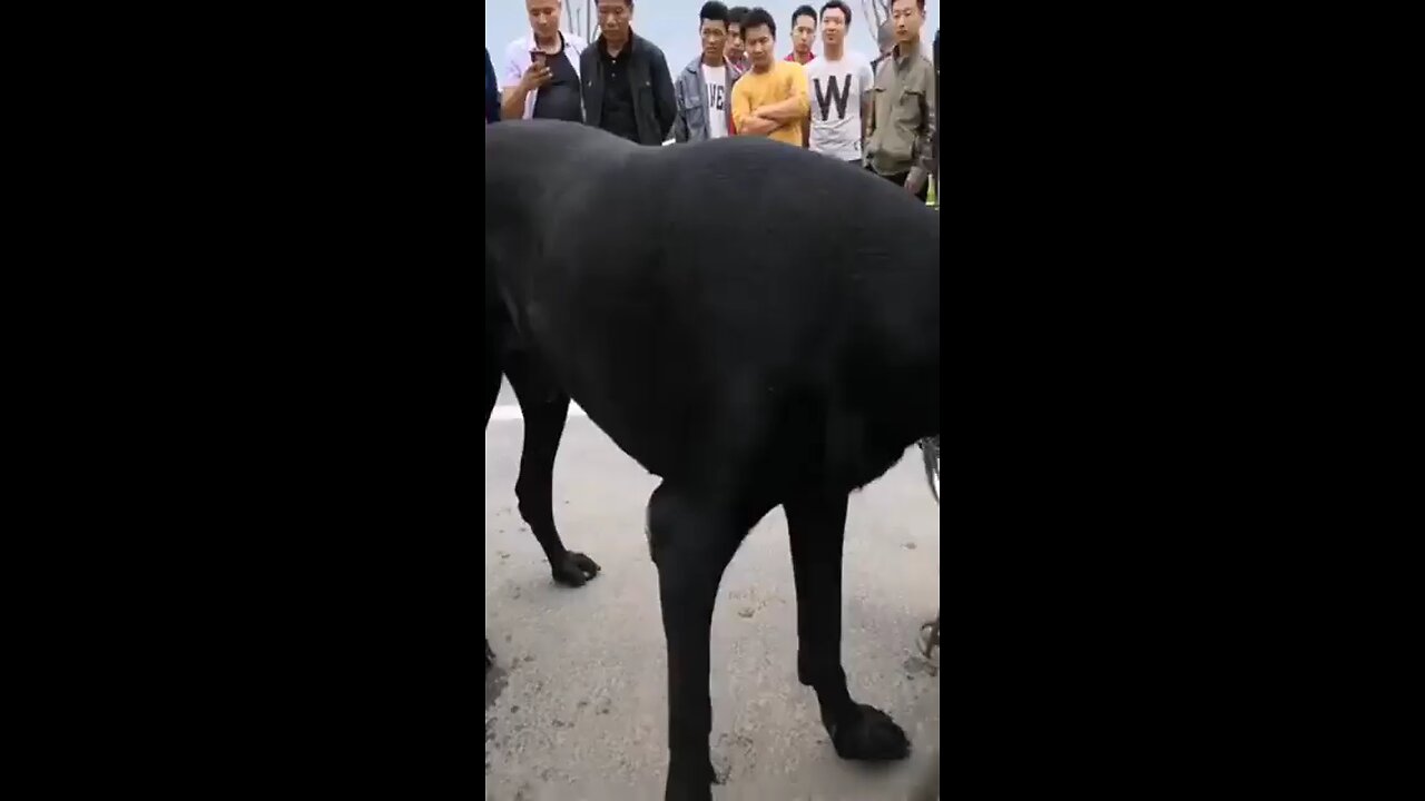 Viral Videos You need to See 😱