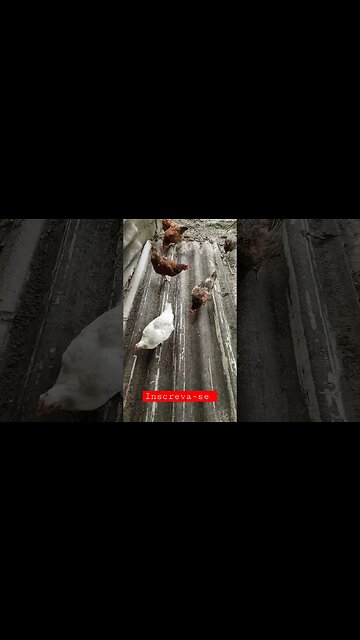 Café da manhã da nossas produtoras de Proteína