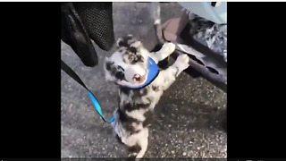 Aussie puppy helps push baby stroller