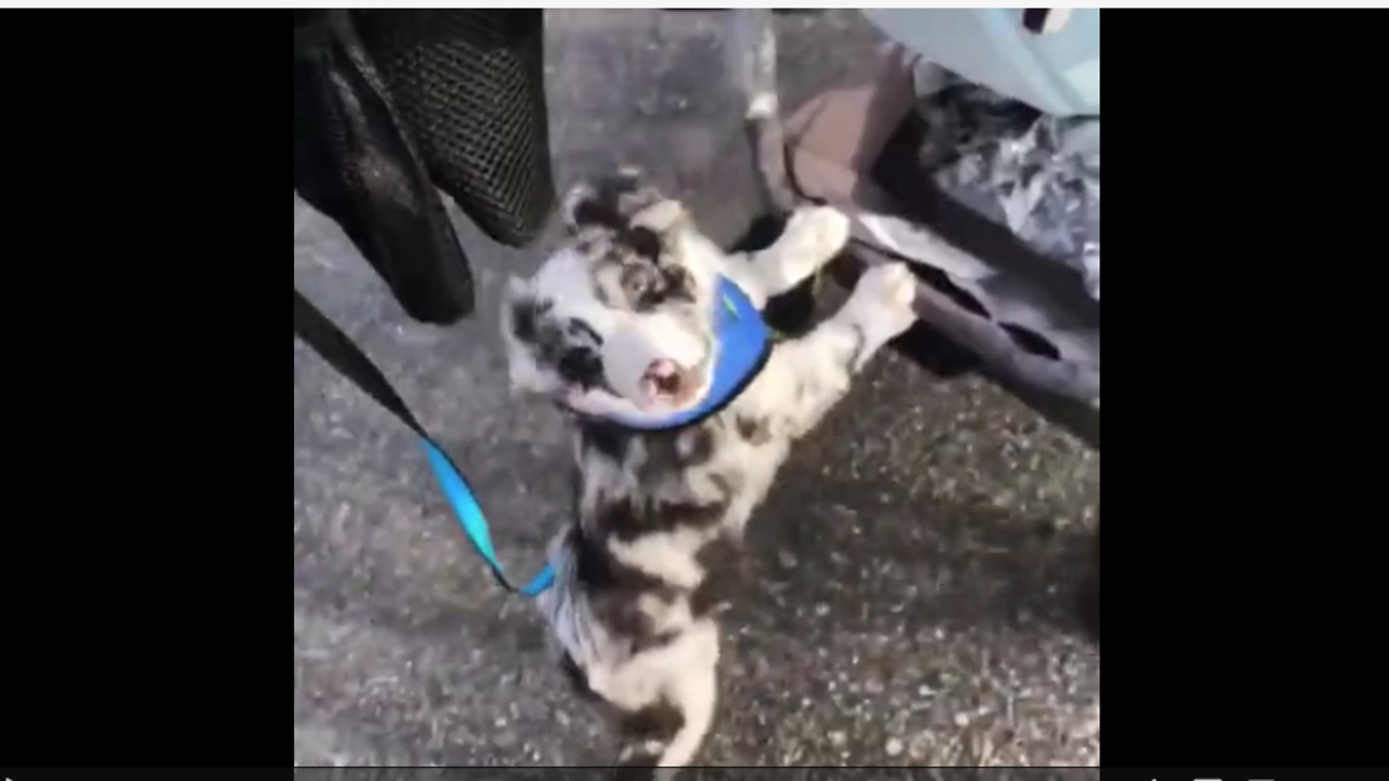 Aussie puppy helps push baby stroller