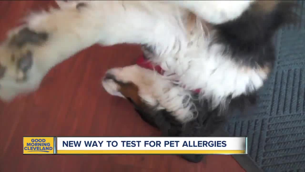 New allergy test at Cleveland Clinic shows specific animal allergies