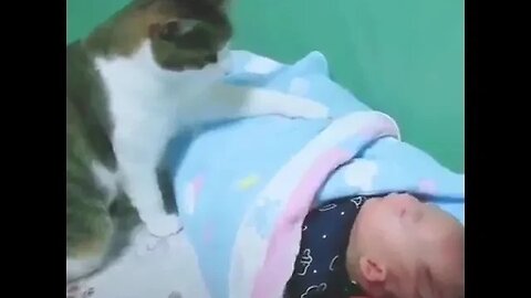 PLAYING CAT VIDEO MEAWWW