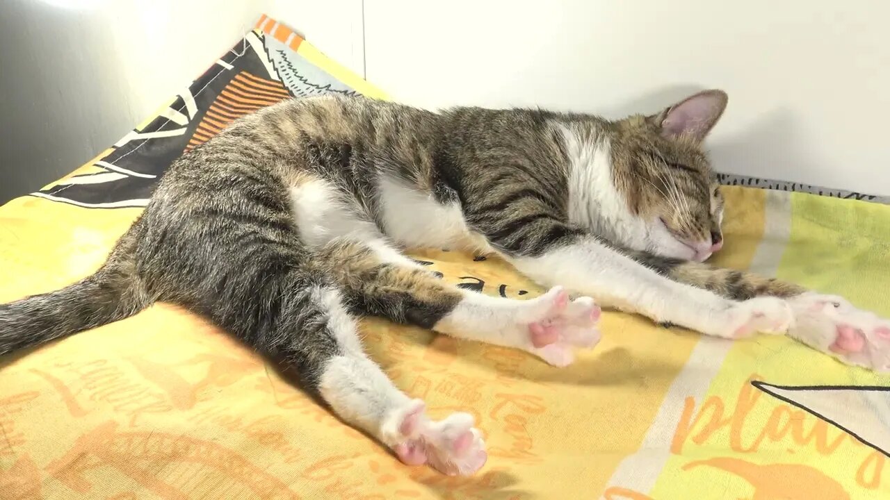 Cat Stretches His Toe Beans