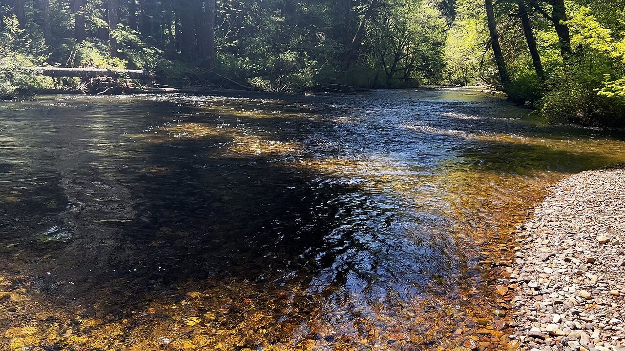 TOP 3 COUNTDOWN OF "BEST ONE-PARTY CAMPSITES" @ Moss Creek Campground! | Gifford Pinchot | 4K