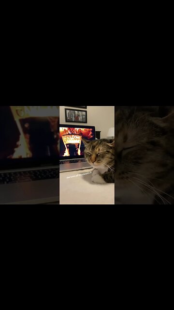 Cat chillin to some 2pac