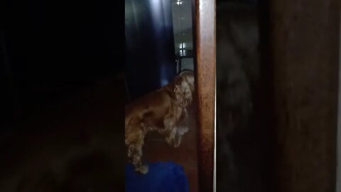 golden dog