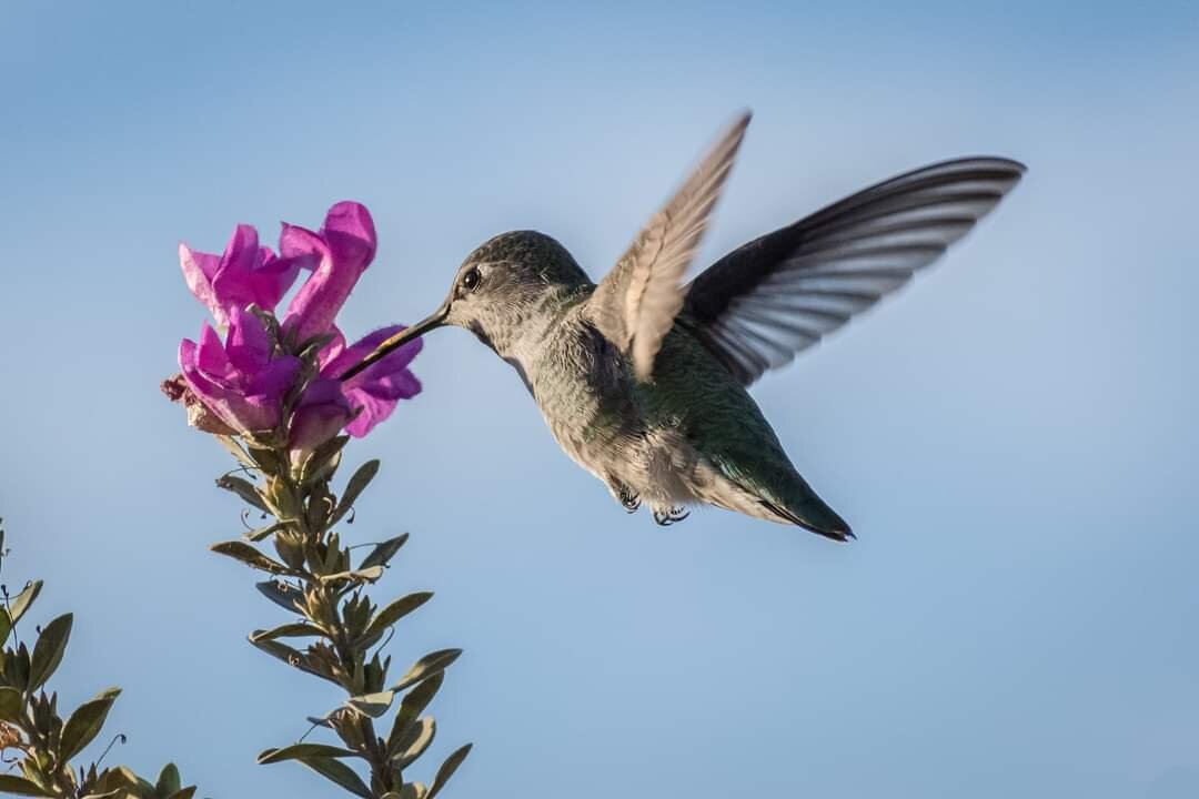 Amazing birds moment 🦜🐥