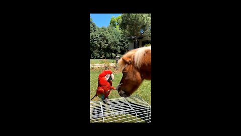 friendship between birds and horses