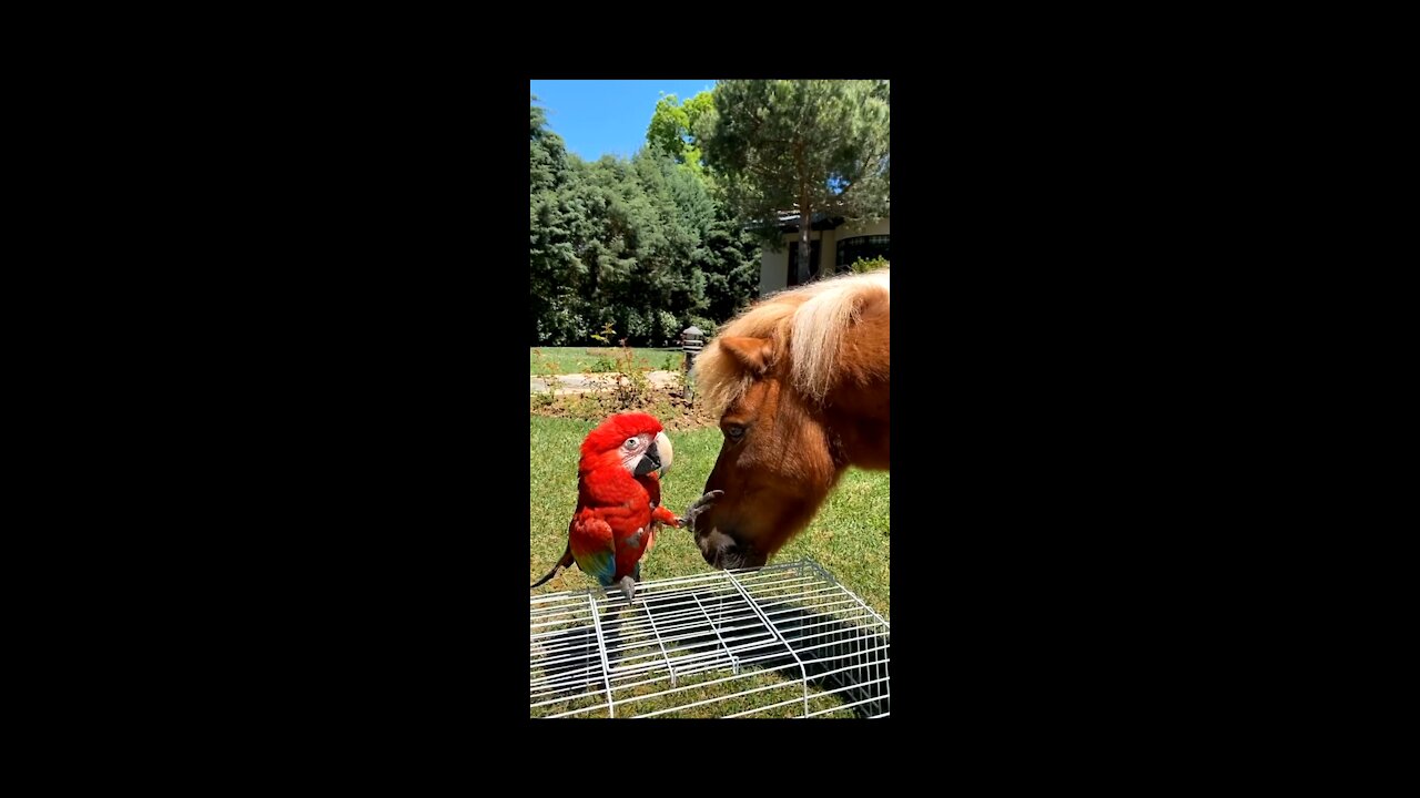 friendship between birds and horses