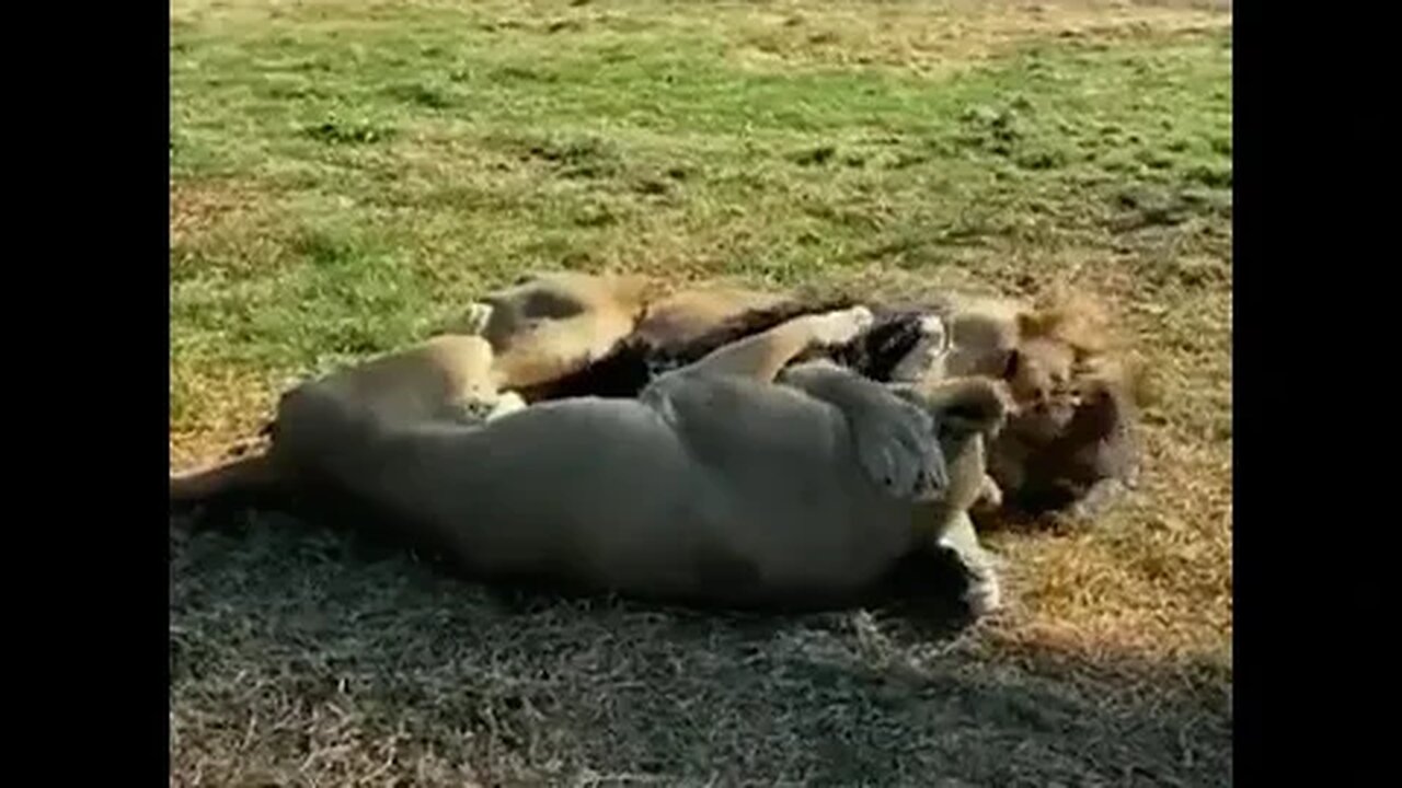 Absolutely precious!