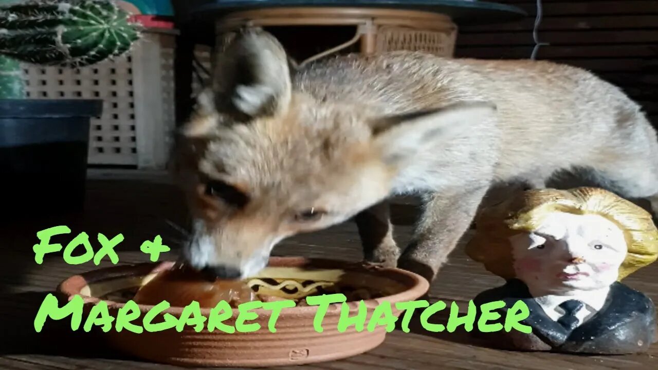 🦊Friendly urban #fox Ajax has dinner with UK Prime Minister Margaret Thatcher