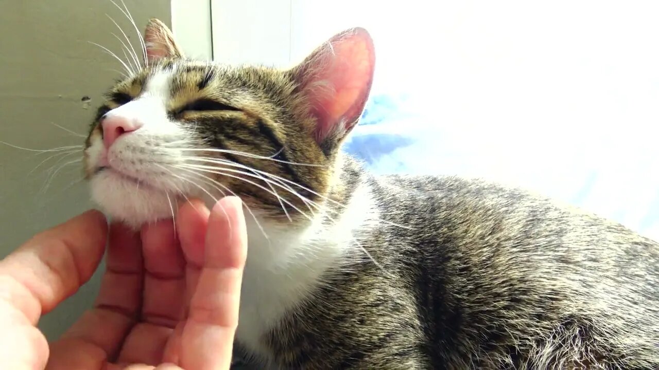 Kitten Stretches His Neck to Be Scratched