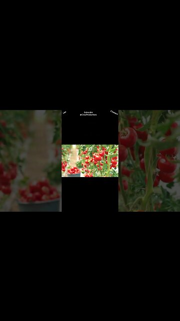 Tomatoes Are Fruits and Veggies #fruitsandvegetables #shorts