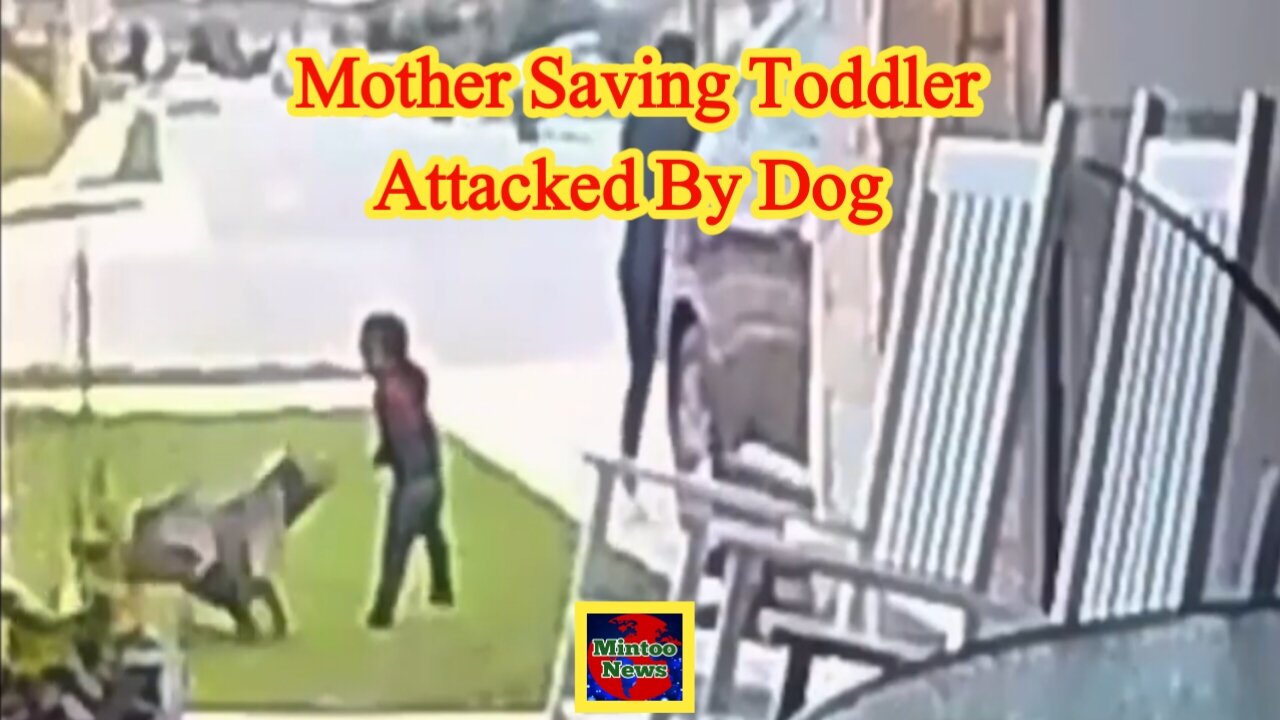 Video captures mother saving toddler attacked by dog