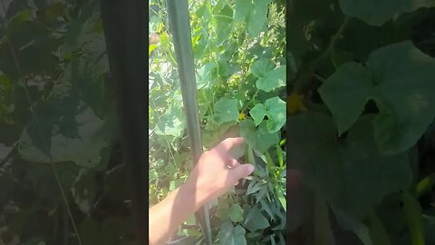 cucumbers growing better under shade in Florida