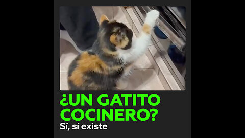 Este gatito es el mejor ayudante de la chef