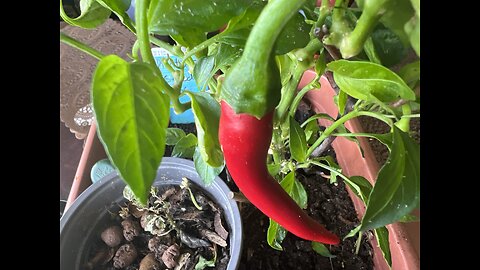 A harvest of peppers!