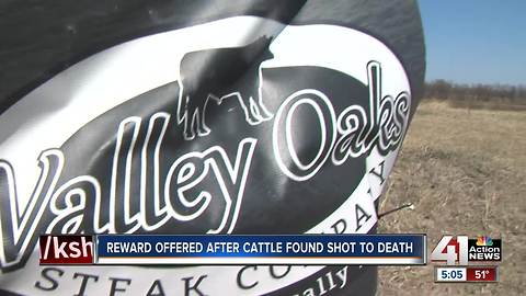 $6,000 reward offered in cattle shootings at Lone Jack meat plant