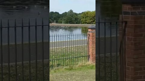 birds