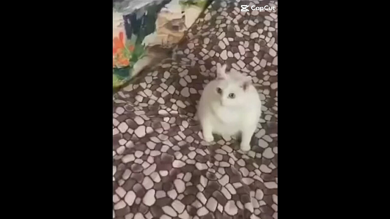 Cat really doesn’t like dog! 😆