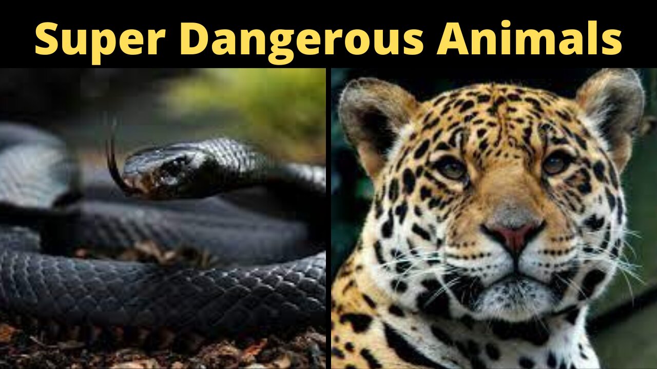 Super Dangerous Animals | Dangerous Animals Around The World | Black Mamba Venom