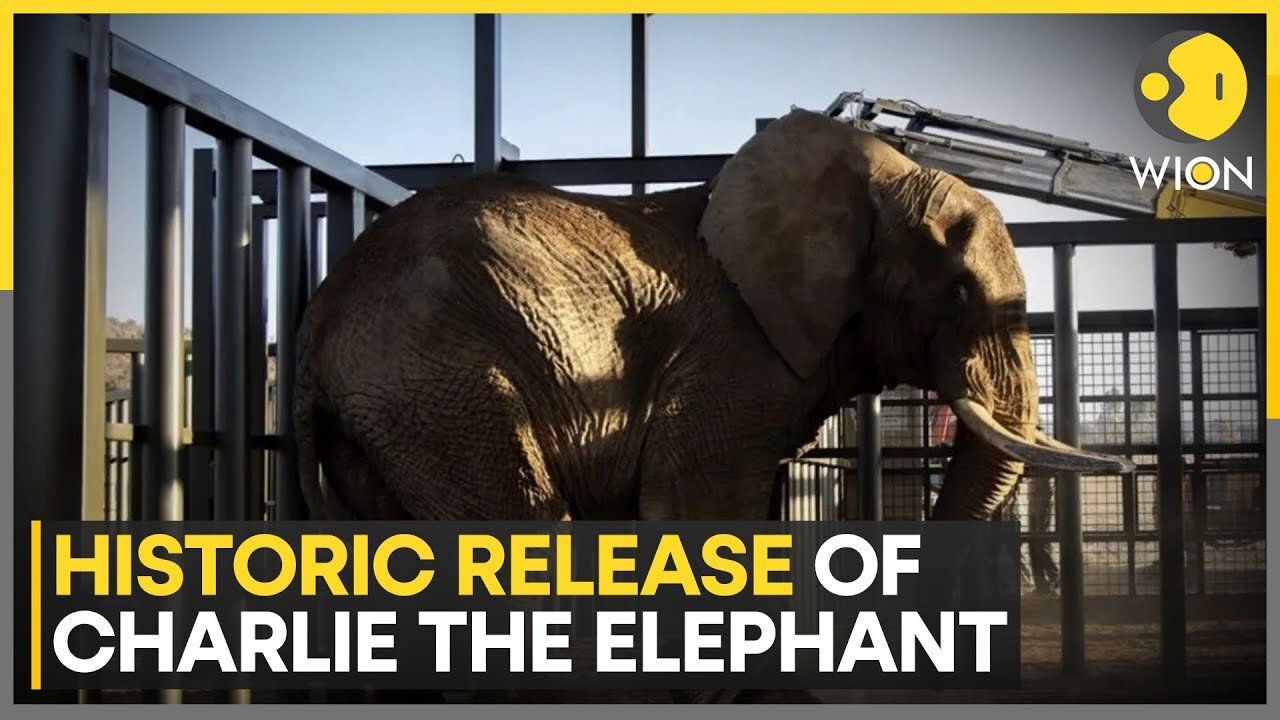 South Africa: Elephant in zoo released into the wild after 40 years of captivity | WION