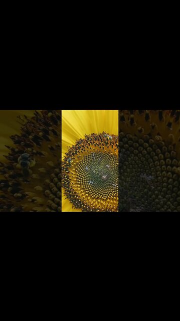 check out these tiny native bees on our sunflowers 🐝🌻💛 #thedenmanhomestead #beekeeping