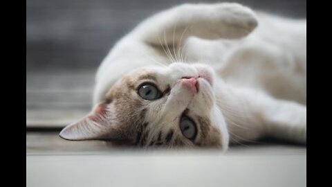 OMG So Cute Cats ♥ Best Funny Cat Videos 2021 cats Birthday