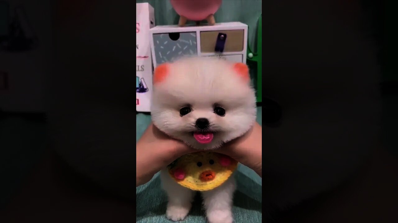 So Cute Puppy