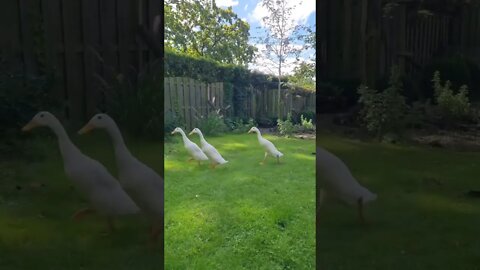 Follow the leader.. 😂 🎥 #shorts #shortsfeed #clips #shortvideo