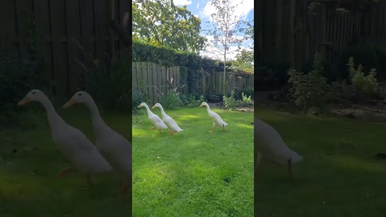 Follow the leader.. 😂 🎥 #shorts #shortsfeed #clips #shortvideo