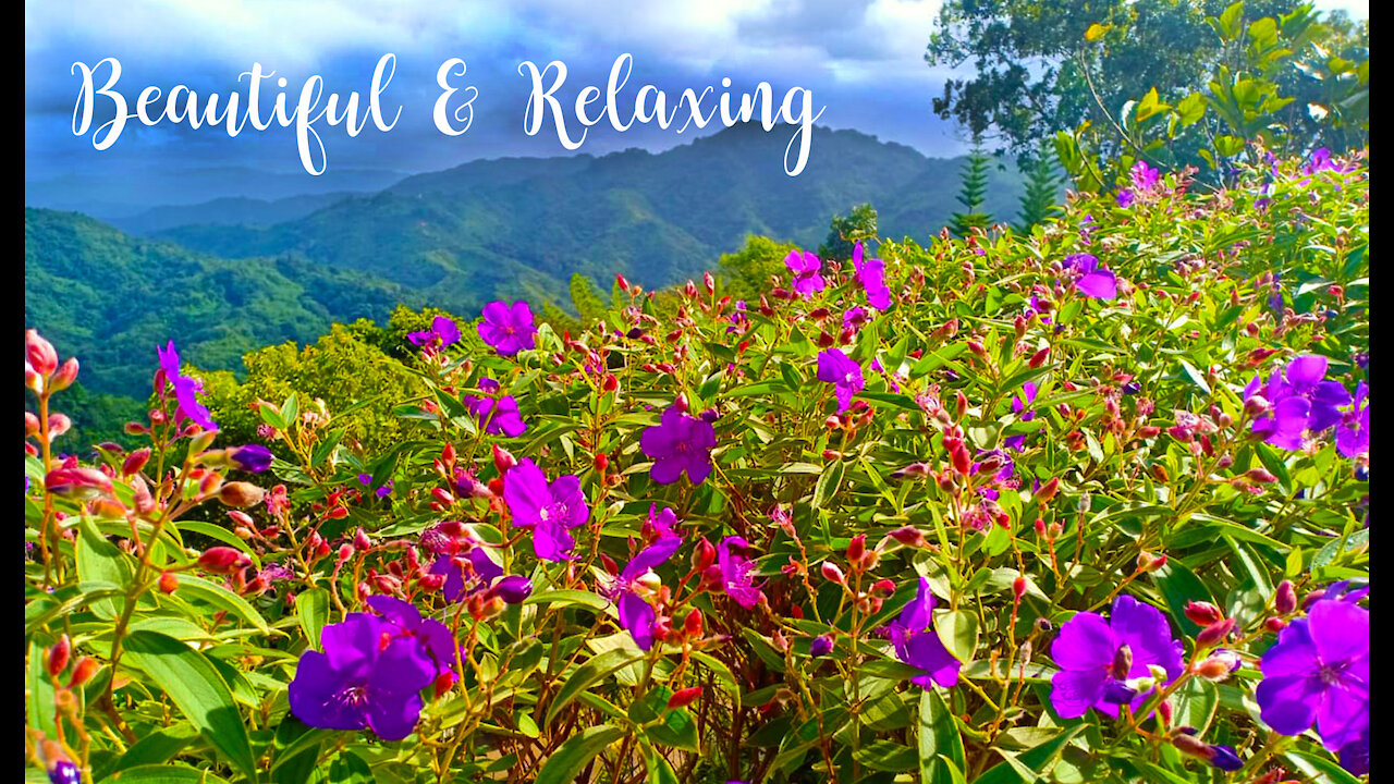 Beautiful Relaxation Music - Stress relief, Yoga, Studying, Relaxing, Calming