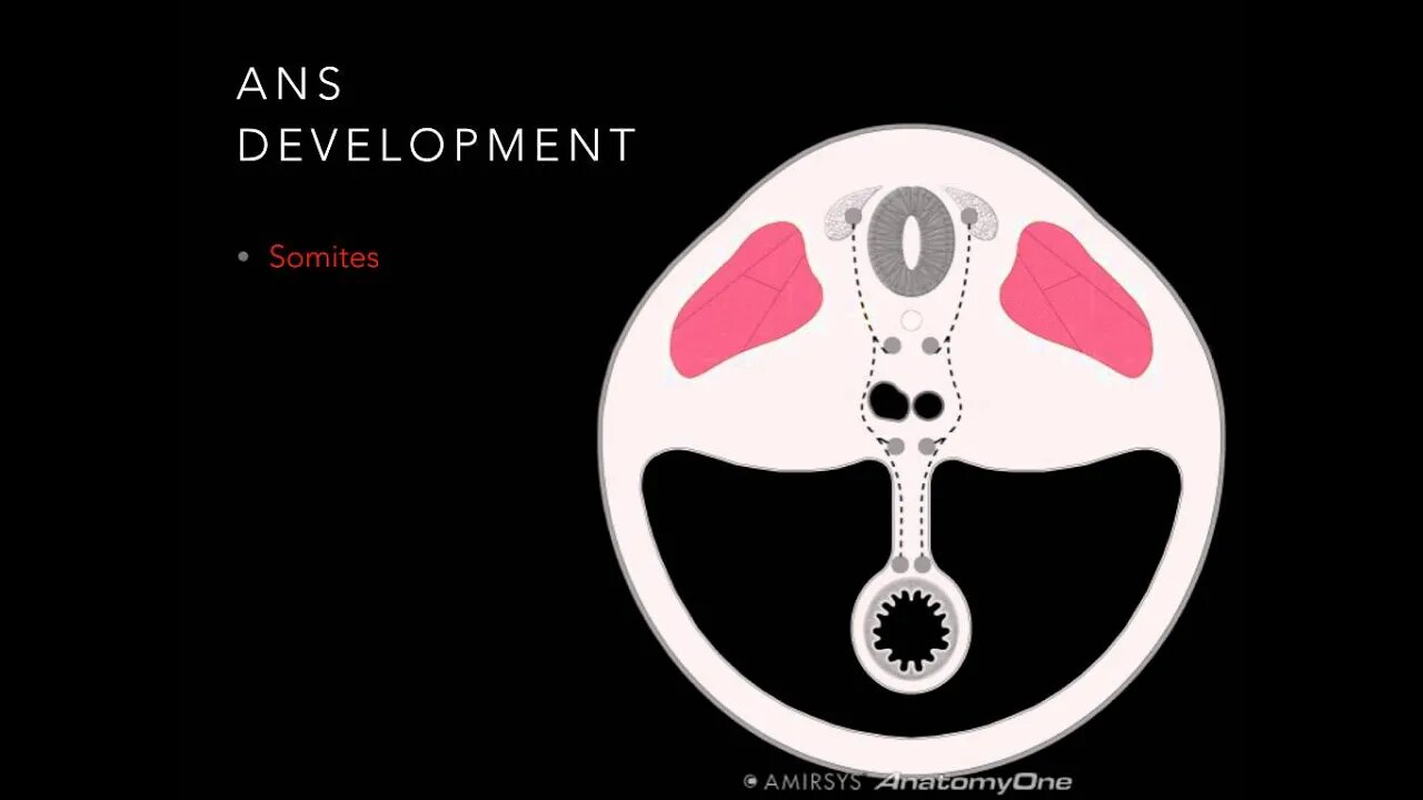 Autonomic nervous system Overview