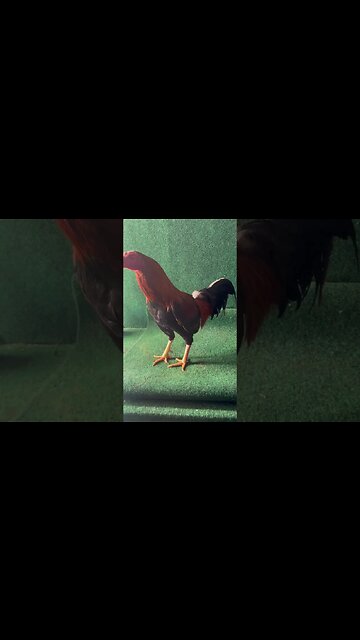 Asil/Jap @ LivingWaterFarms247