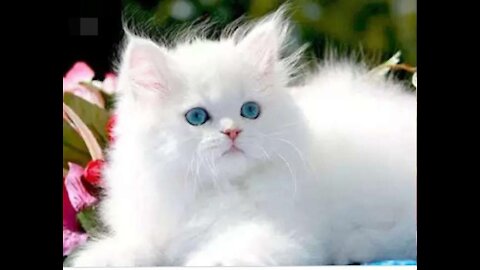 How much the most beautiful cat in the world ( cat cut ) ????