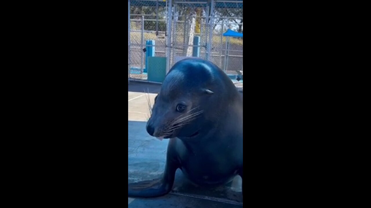Shy sea lion