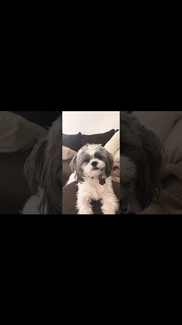 Babysitting my grand dog