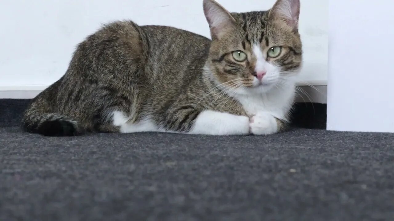 Fluffy Cat Loaf Sits on the Floor