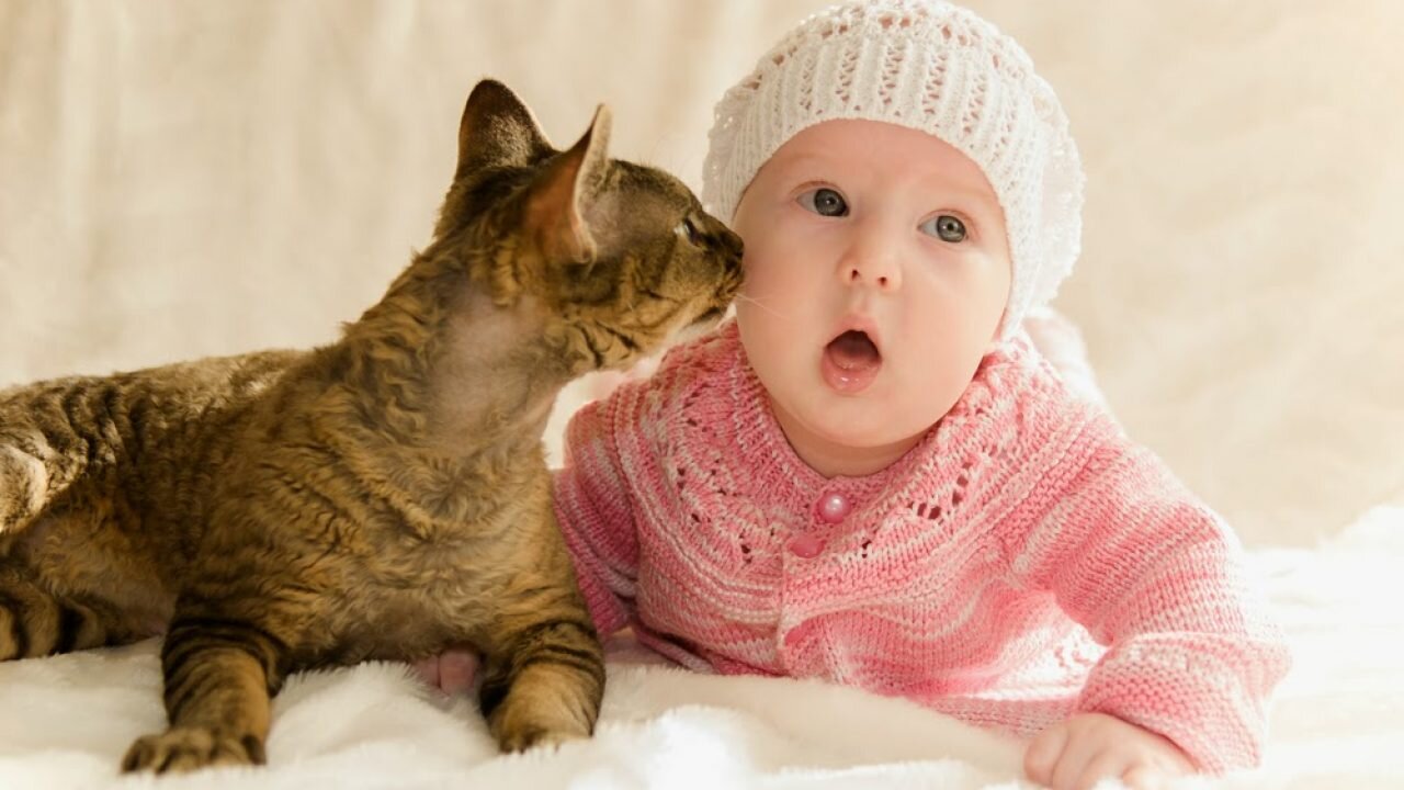 A small child playing with a cat #shorts​