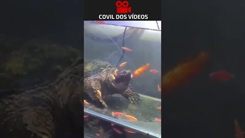 isso estava dentro dela